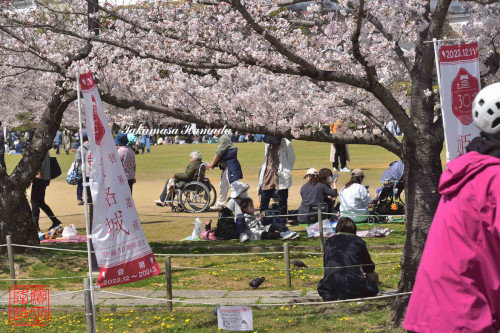 姫路桜№15